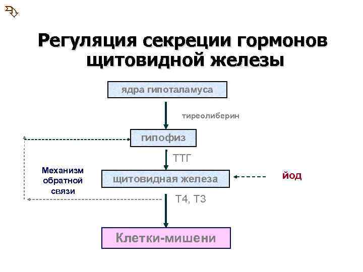 Схема выработки гормонов