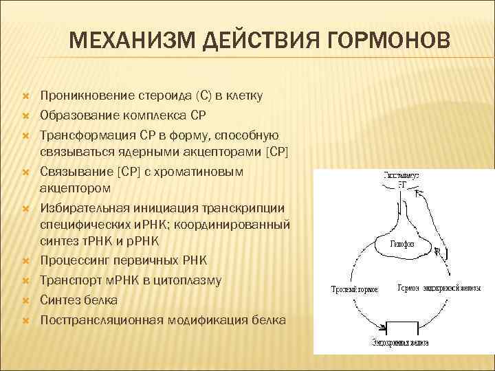 Механизм действия гормонов на клетку. Механизм действия гормонов. Механизм воздействия гормонов на клетки. Механизм действия гормонов проникающих в клетку.