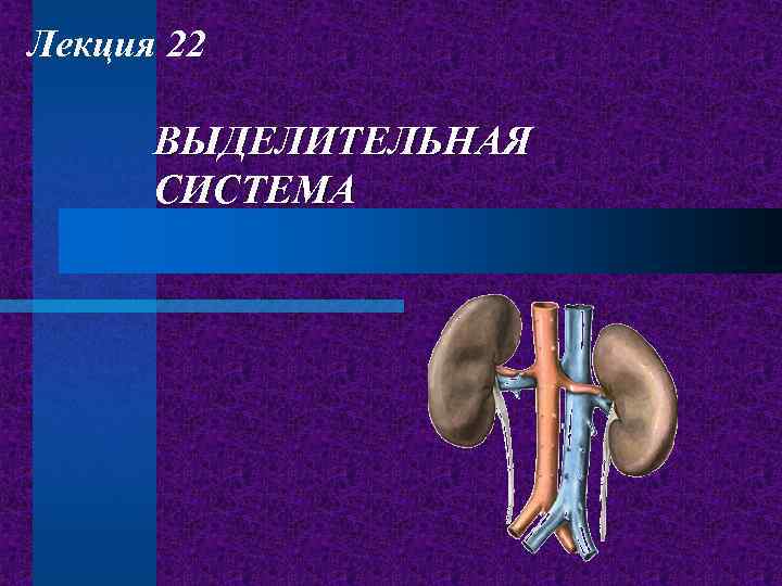 Лекция 22 ВЫДЕЛИТЕЛЬНАЯ СИСТЕМА 