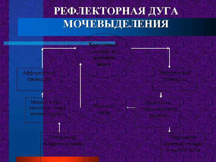 РЕФЛЕКТОРНАЯ ДУГА МОЧЕВЫДЕЛЕНИЯ Крестцовые сегменты спинного мозга Афферентный проводник Механо- и барорецепторы стенки мочевого