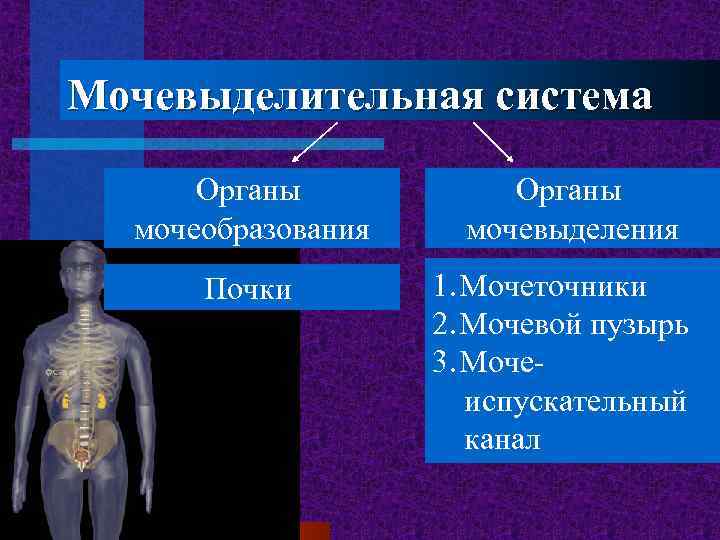 Мочевыделительная система Органы мочеобразования Почки Органы мочевыделения 1. Мочеточники 2. Мочевой пузырь 3. Мочеиспускательный