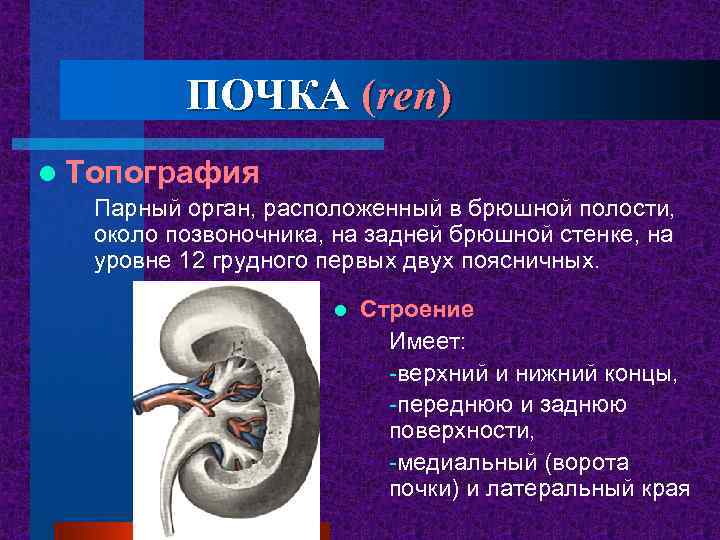 ПОЧКА (ren) l Топография Парный орган, расположенный в брюшной полости, около позвоночника, на задней