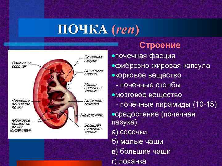 ПОЧКА (ren) Строение почечная фасция фиброзно-жировая капсула корковое вещество - почечные столбы мозговое вещество