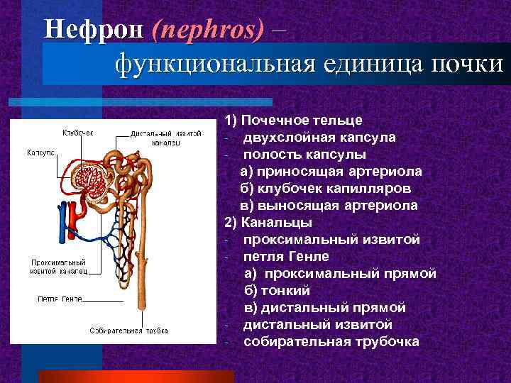 Нефрон (nephros) – функциональная единица почки 1) Почечное тельце - двухслойная капсула - полость