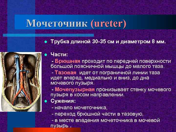 Мочеточник (ureter) l Трубка длиной 30 -35 см и диаметром 8 мм. Части: -