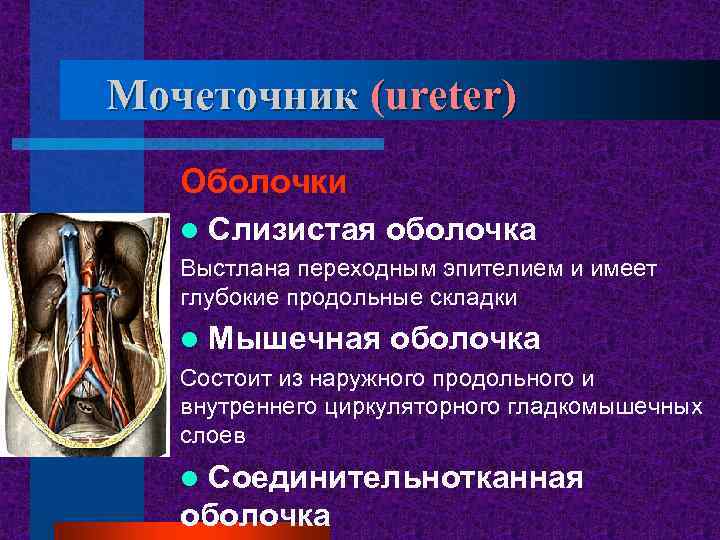 Мочеточник (ureter) Оболочки l Слизистая оболочка Выстлана переходным эпителием и имеет глубокие продольные складки