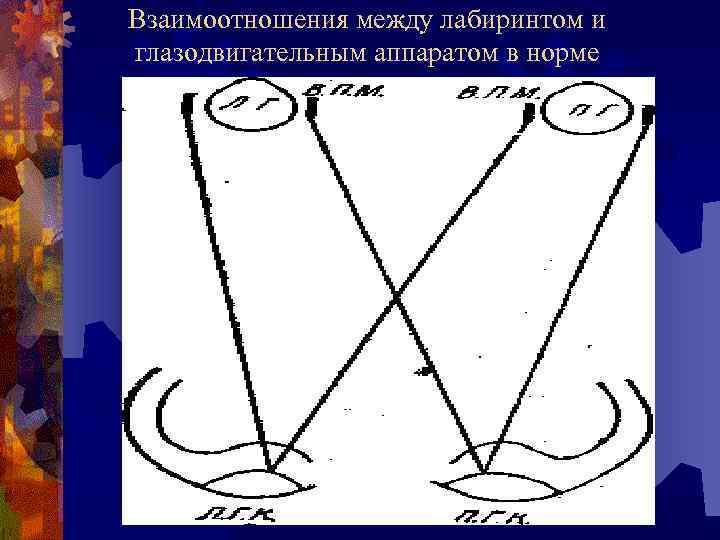 Взаимоотношения между лабиринтом и глазодвигательным аппаратом в норме 