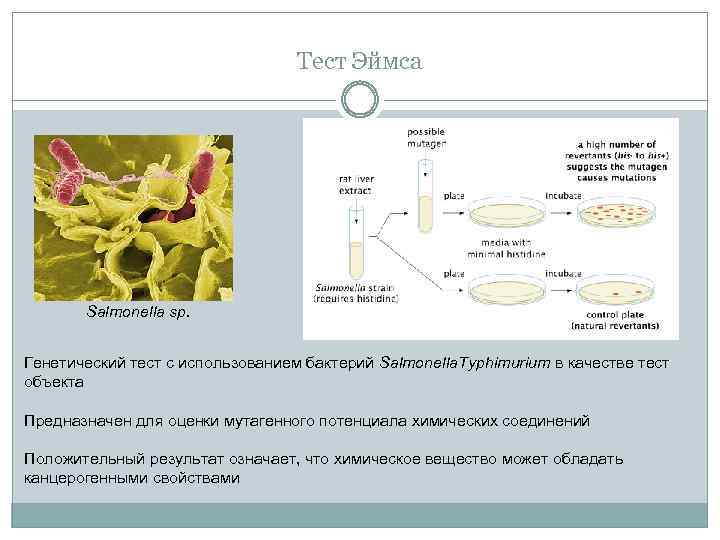 Тест Эймса Salmonella sp. Генетический тест с использованием бактерий Salmonella. Typhimurium в качестве тест