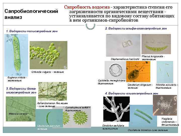  Сапробиологический анализ Сапробность водоема - характеристика степени его загрязненности органическими веществами устанавливается по