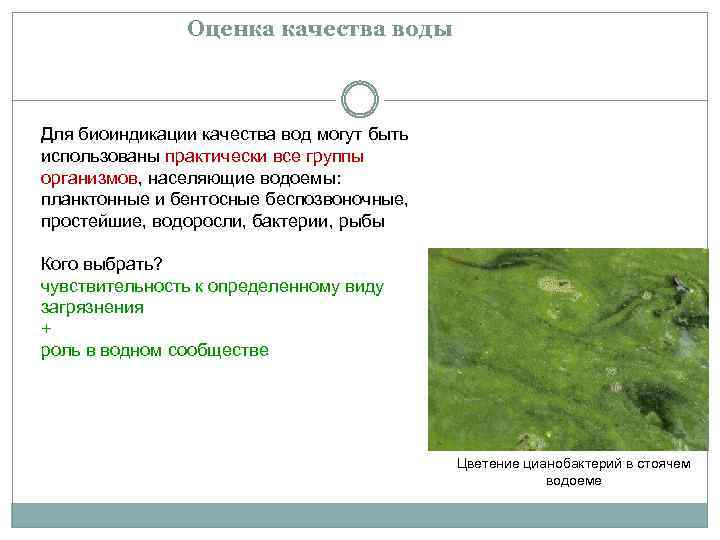  Оценка качества воды Для биоиндикации качества вод могут быть использованы практически все группы
