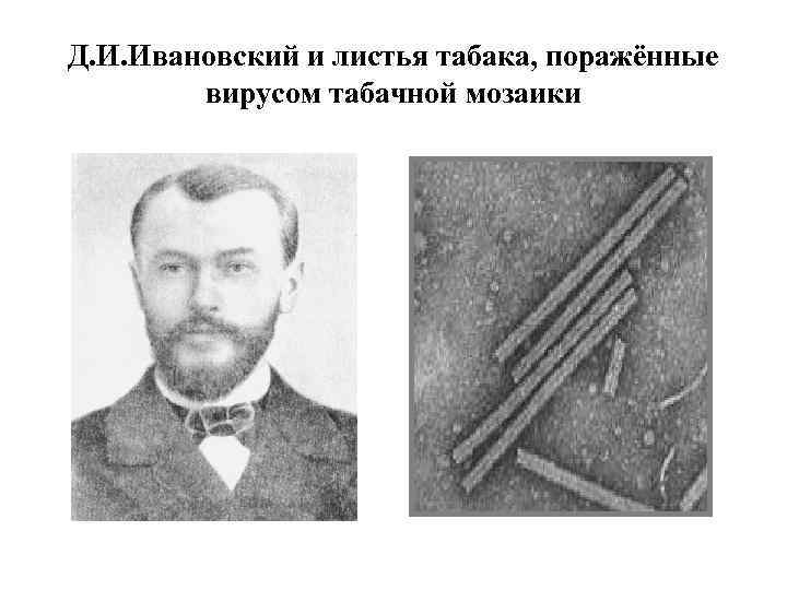 Д. И. Ивановский и листья табака, поражённые вирусом табачной мозаики 