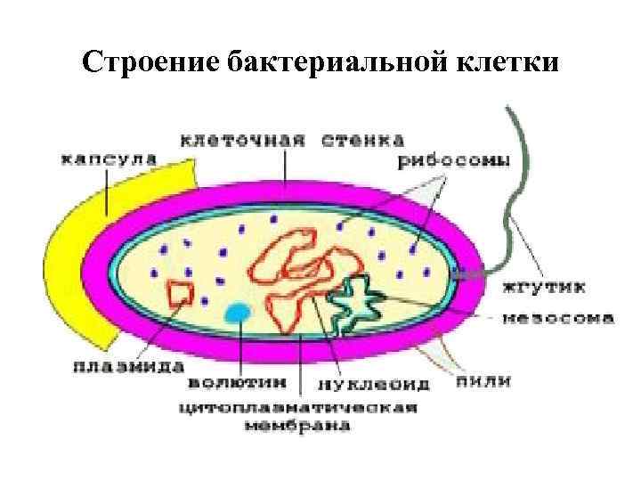 Строение бактериальной клетки 