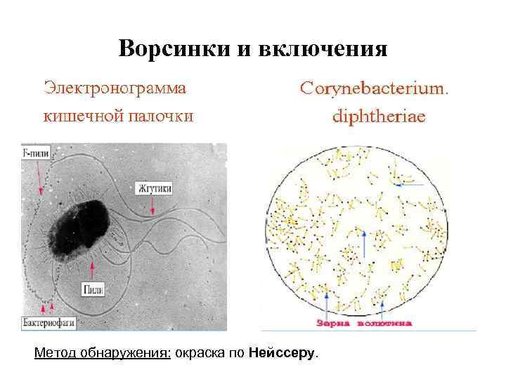 Ворсинки и включения Метод обнаружения: окраска по Нейссеру. 