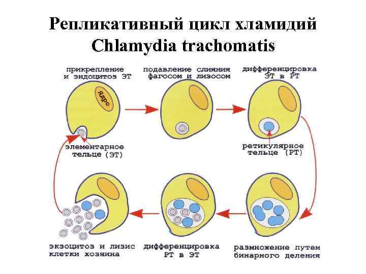Репликативный цикл хламидий Chlamydia trachomatis 