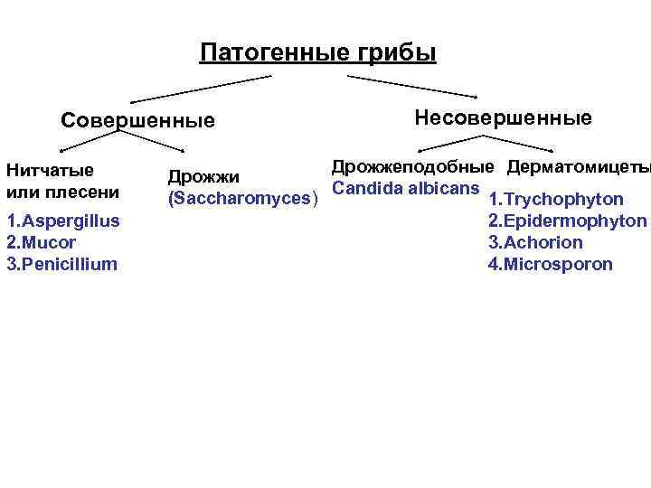 Патогенные грибы Совершенные Нитчатые или плесени 1. Aspergillus 2. Mucor 3. Penicillium Несовершенные Дрожжеподобные