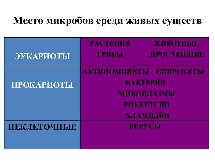 Место микробов среди живых существ РАСТЕНИЯ ЭУКАРИОТЫ ЖИВОТНЫЕ ГРИБЫ ПРОСТЕЙШИЕ АКТИНОМИЦЕТЫ ПРОКАРИОТЫ СПИРОХЕТЫ БАКТЕРИИ