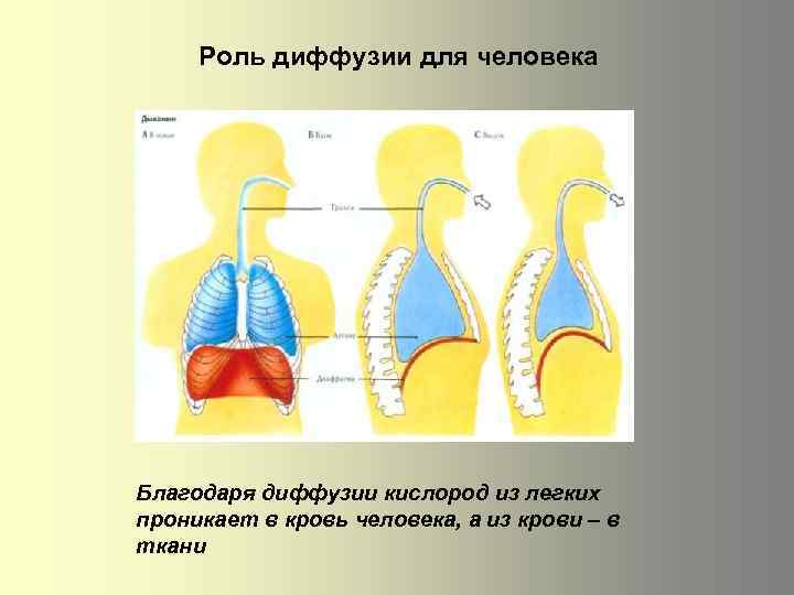 Роль диффузии для человека Благодаря диффузии кислород из легких пpоникaeт в кровь человека, а