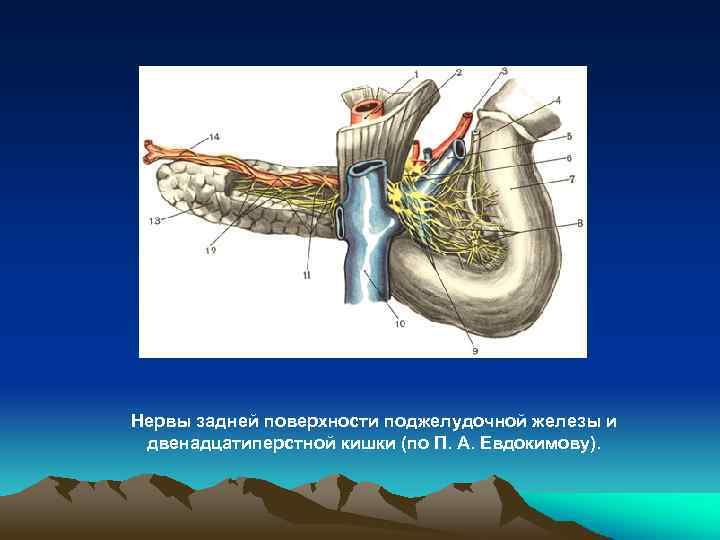 Нервы задней поверхности поджелудочной железы и двенадцатиперстной кишки (по П. А. Евдокимову). 