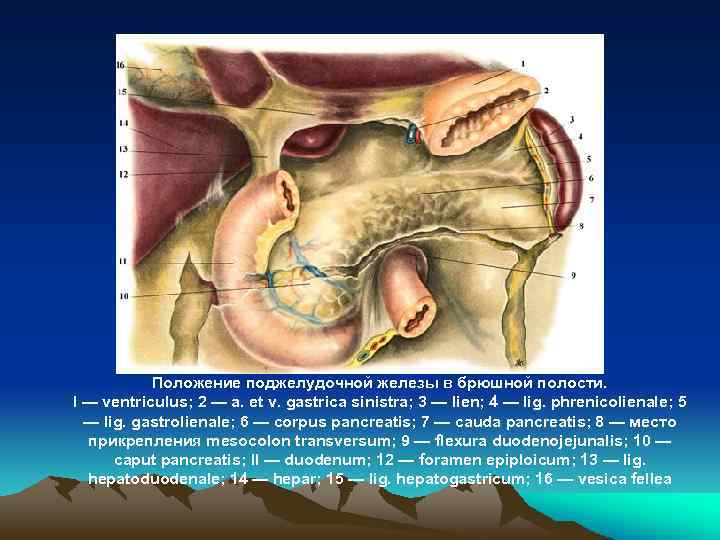 Положение поджелудочной железы в брюшной полости. I — ventriculus; 2 — a. et v.