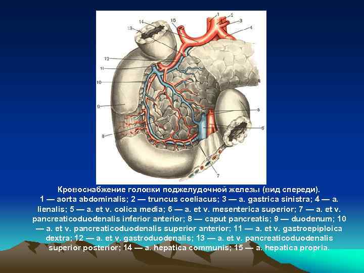 Кровоснабжение головки поджелудочной железы (вид спереди). 1 — aorta abdominalis; 2 — truncus coeliacus;