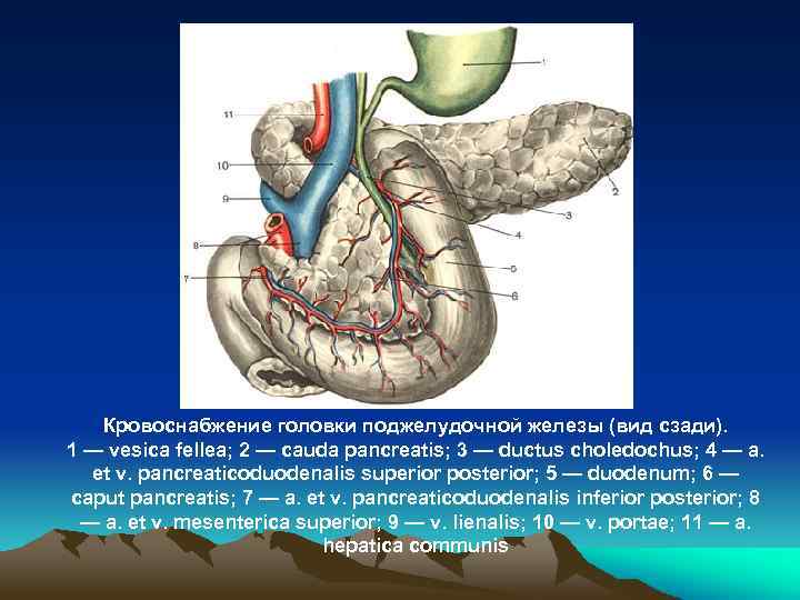 Кровоснабжение головки поджелудочной железы (вид сзади). 1 — vesica fellea; 2 — cauda pancreatis;