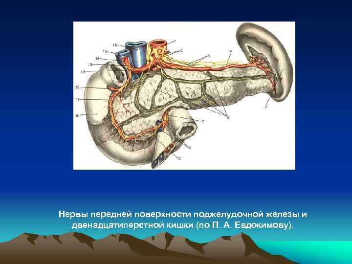 Нервы передней поверхности поджелудочной железы и двенадцатиперстной кишки (по П. А. Евдокимову). 