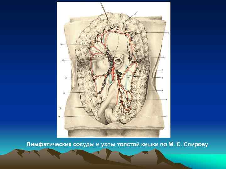 Лимфатические сосуды и узлы толстой кишки по М. С. Спирову 
