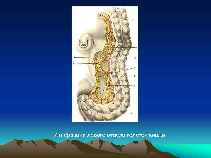 Левых отделов. Иннервация кишечника осуществляется:. Иннервация толстой кишки. Отделы толстой кишки и их иннервация. Тонкий отдел кишечника иннервация.