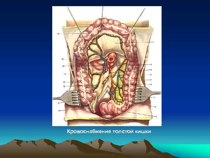 Кровоснабжение толстой кишки 