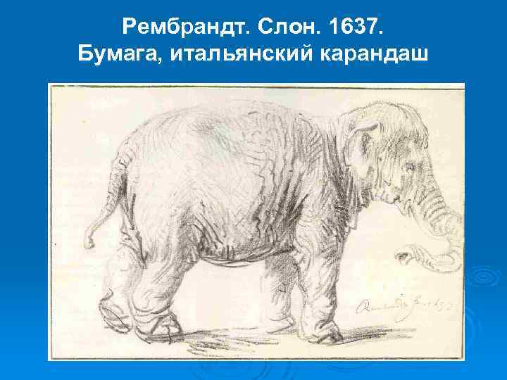 Рембрандт. Слон. 1637. Бумага, итальянский карандаш 