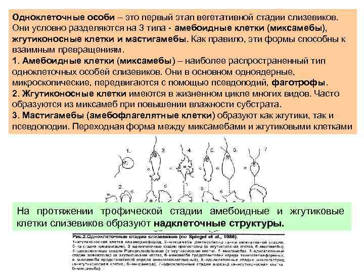 Одноклеточные особи – это первый этап вегетативной стадии слизевиков. Они условно разделяются на 3