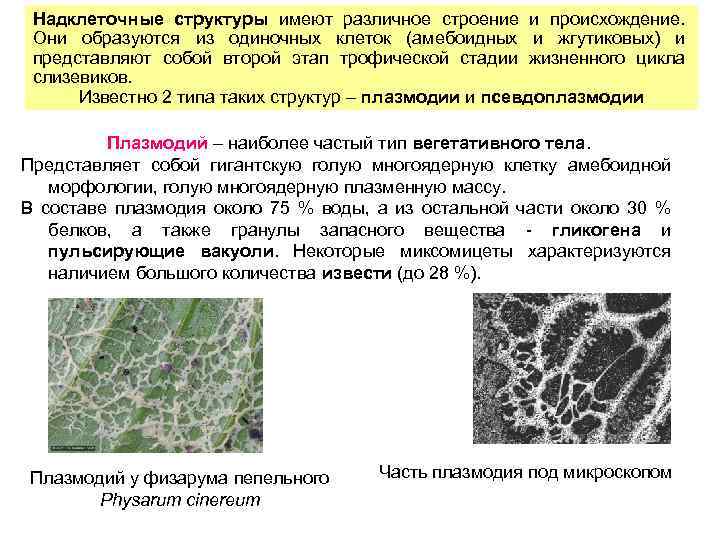 Надклеточные структуры имеют различное строение и происхождение. Они образуются из одиночных клеток (амебоидных и