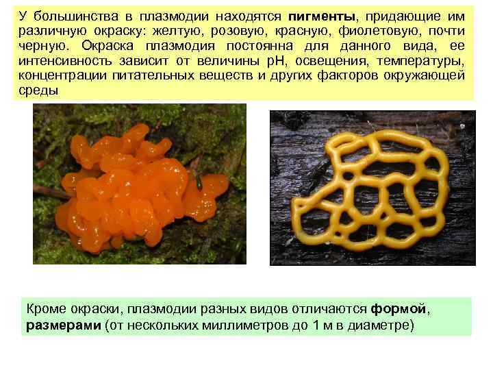 У большинства в плазмодии находятся пигменты, придающие им различную окраску: желтую, розовую, красную, фиолетовую,