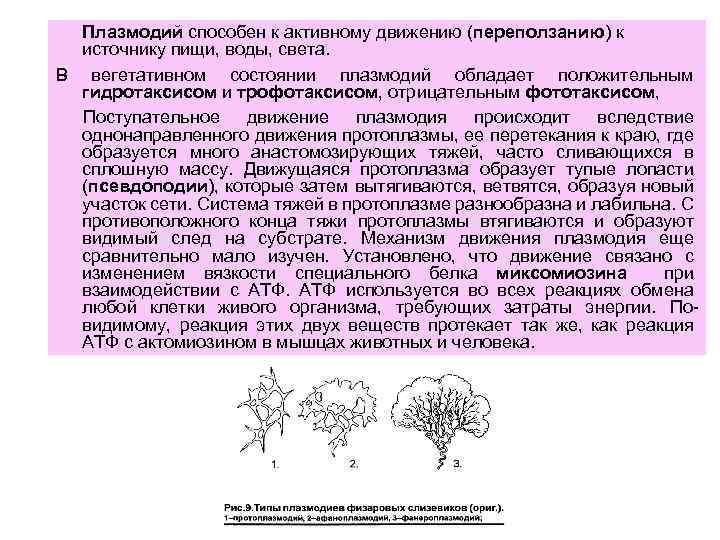 Плазмодий способен к активному движению (переползанию) к источнику пищи, воды, света. В вегетативном состоянии