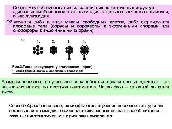 Споры могут образовываться из различных вегетативных структур – одиночных амебоидных клеток, плазмодия, отдельных сегментов