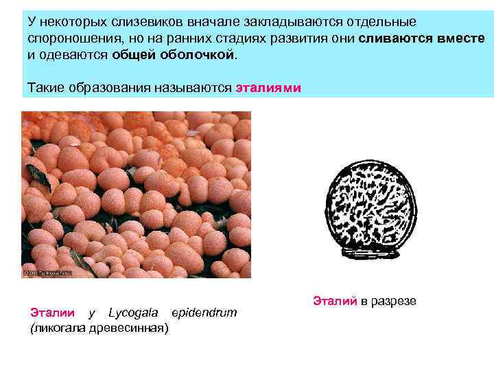 У некоторых слизевиков вначале закладываются отдельные спороношения, но на ранних стадиях развития они сливаются