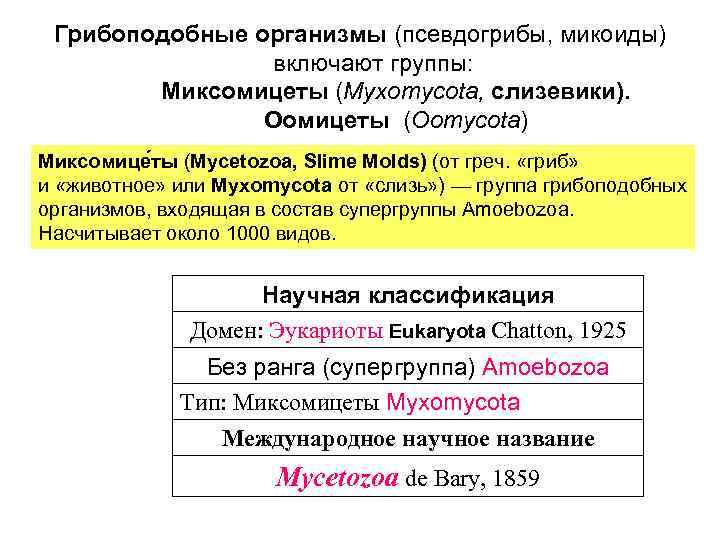 Грибоподобные организмы (псевдогрибы, микоиды) включают группы: Миксомицеты (Myxomycota, слизевики). Оомицеты (Oomycota) Миксомице ты (Mycetozoa,