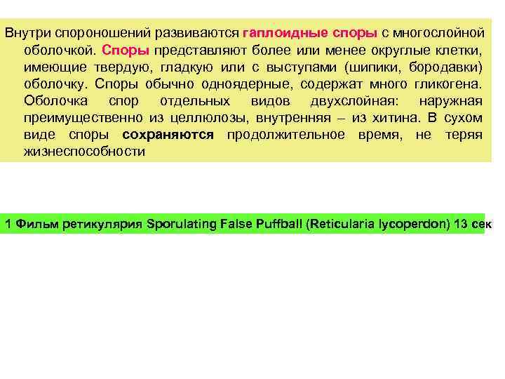 Внутри спороношений развиваются гаплоидные споры с многослойной оболочкой. Споры представляют более или менее округлые
