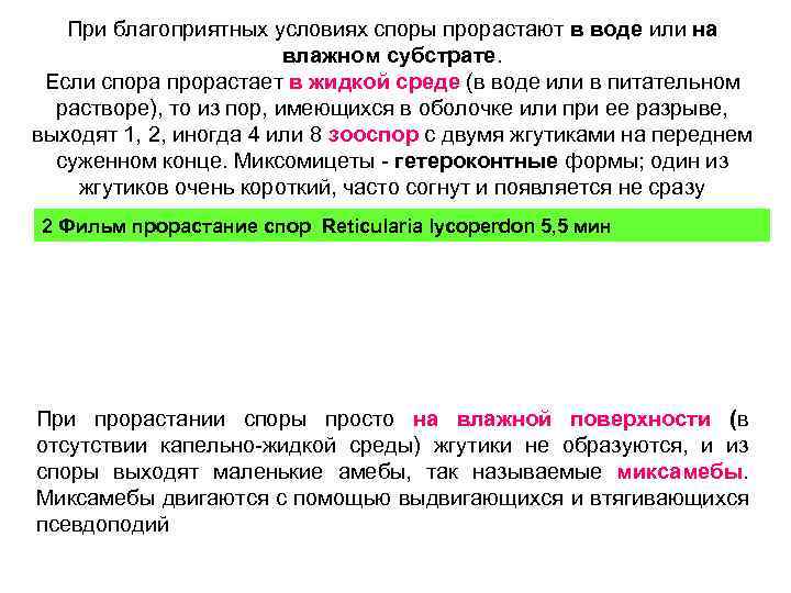 При благоприятных условиях споры прорастают в воде или на влажном субстрате. Если спора прорастает