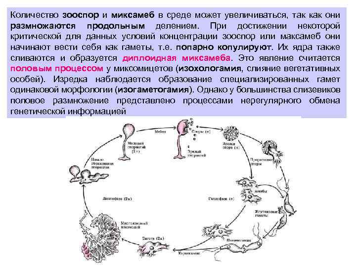 Количество зооспор и миксамеб в среде может увеличиваться, так как они размножаются продольным делением.