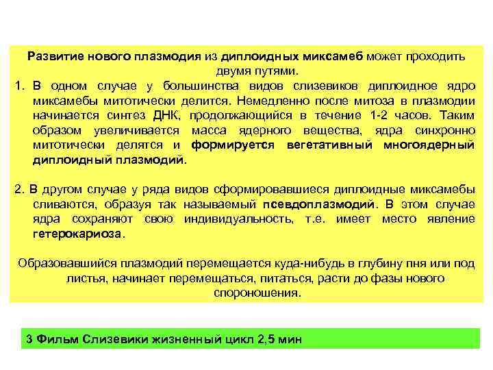 Развитие нового плазмодия из диплоидных миксамеб может проходить двумя путями. 1. В одном случае