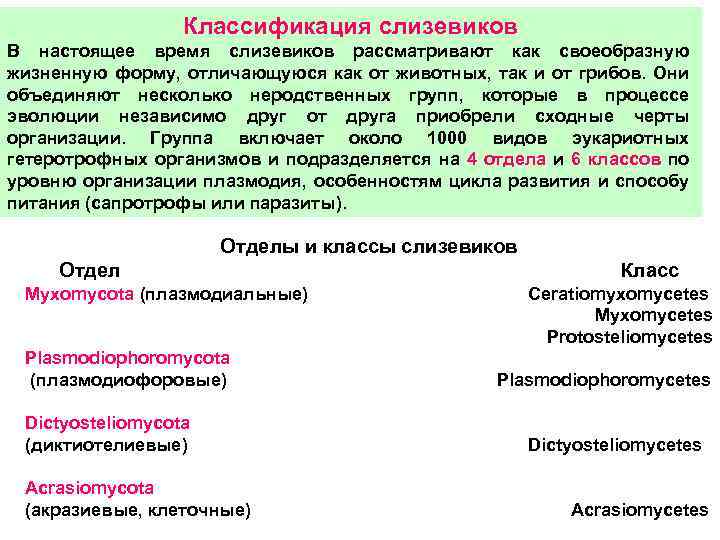 Классификация слизевиков В настоящее время слизевиков рассматривают как своеобразную жизненную форму, отличающуюся как от