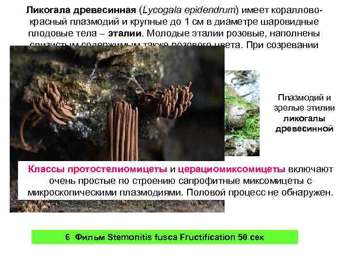 Ликогала древесинная (Lycogala epidendrum) имеет коралловокрасный плазмодий и крупные до 1 см в диаметре