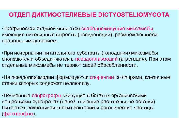 ОТДЕЛ ДИКТИОСТЕЛИЕВЫЕ DICTYOSTELIOMYCOTA • Трофической стадией являются свободноживущие миксамебы, имеющие нитевидные выросты (псевдоподии), размножающиеся