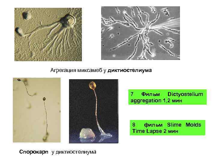 Агрегация миксамеб у диктиостелиума 7 Фильм Dictyostelium aggregation 1, 2 мин 8 фильм Slime