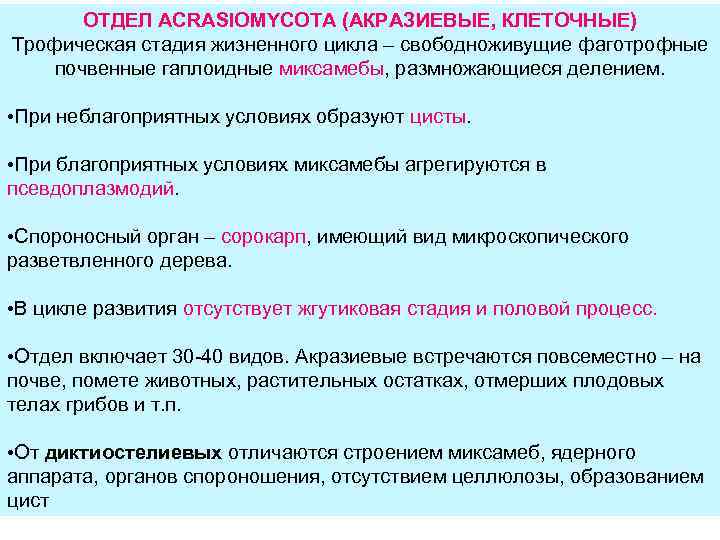 ОТДЕЛ ACRASIOMYCOTA (АКРАЗИЕВЫЕ, КЛЕТОЧНЫЕ) Трофическая стадия жизненного цикла – свободноживущие фаготрофные почвенные гаплоидные миксамебы,