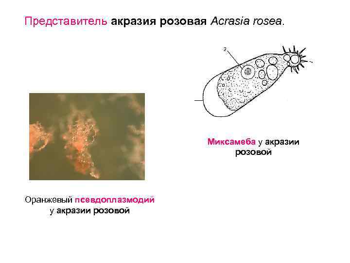 Представитель акразия розовая Acrasia rosea. Миксамеба у акразии розовой Оранжевый псевдоплазмодий у акразии розовой