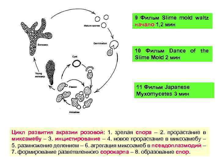 9 Фильм Slime mold waltz начало 1, 2 мин 10 Фильм Dance of the