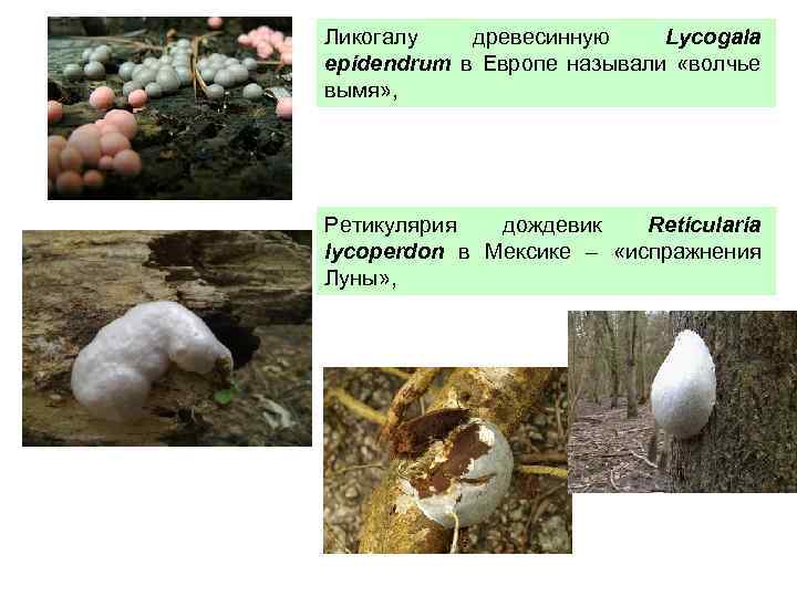 Ликогалу древесинную Lycogala epidendrum в Европе называли «волчье вымя» , Ретикулярия дождевик Reticulаria lycoperdon