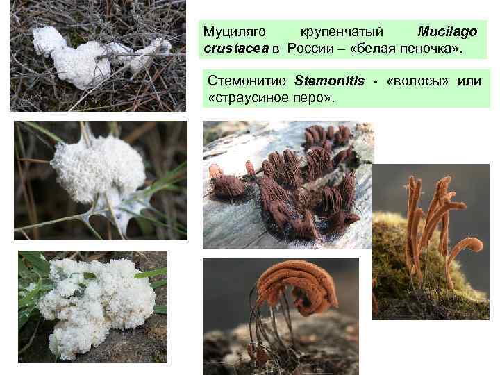 Муциляго крупенчатый Mucilago crustacea в России – «белая пеночка» . Стемонитис Stemonitis - «волосы»